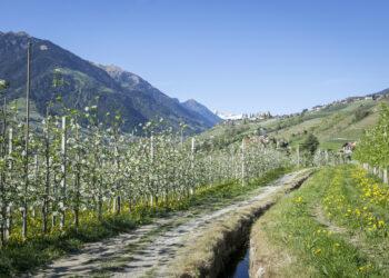 Frühling in allen Höhen in Südtirols