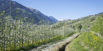 Frühling in allen Höhen in Südtirols