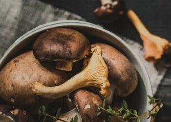 Narrische Schwammerl