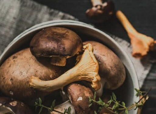 Narrische Schwammerl