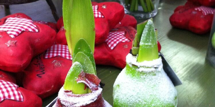 Gärtnerei Dopetsberger