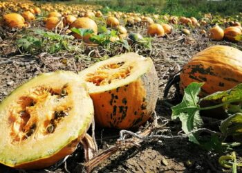 KÜRBISKERNÖL – das grüne prämierte Gold bei GEYMAYR