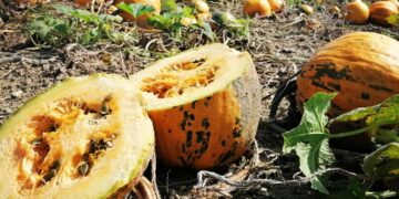 KÜRBISKERNÖL – das grüne prämierte Gold bei GEYMAYR