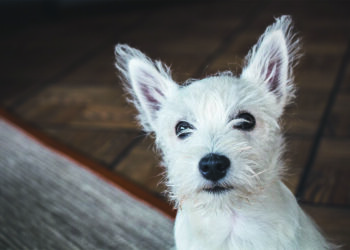 Auf Hundewolke SIEBEN