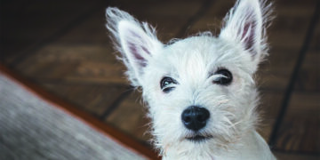 Auf Hundewolke SIEBEN