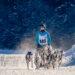 Faszination Schlittenhunde