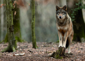 Der Wolf  ist zurück