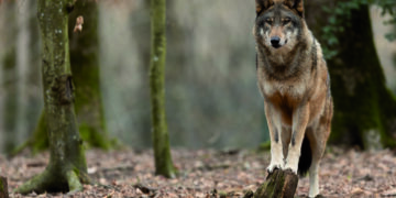 Der Wolf  ist zurück