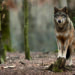 Der Wolf ist zurück