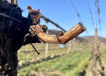 Kosmetik aus dem Weingarten