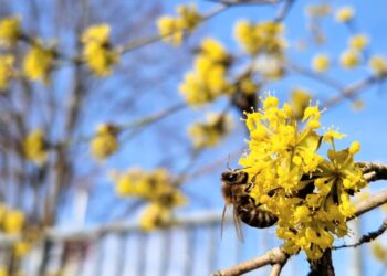 Unseren summenden Helferinnen unter die Flügel greifen