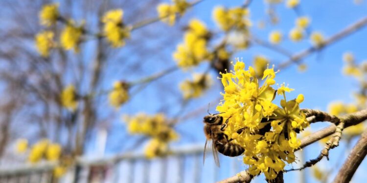Unseren summenden Helferinnen unter die Flügel greifen