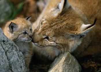 Luchse in Österreich nach wie vor gefährdet