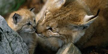 Luchse in Österreich nach wie vor gefährdet