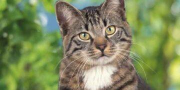 Heute ist Weltkatzentag