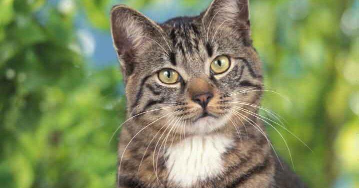 Heute ist Weltkatzentag