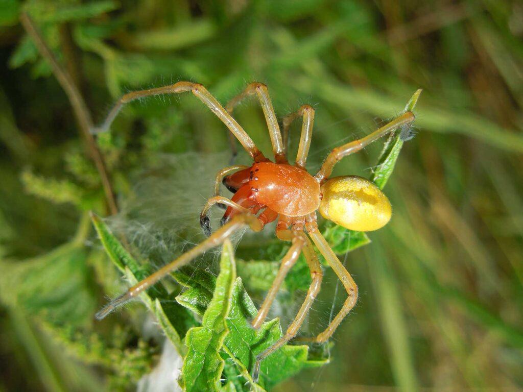 Dornfingerspinne