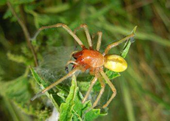 Dornfingerspinne