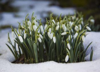 Alles über Schneeglöckchen: Die zarten Frühlingsboten im Garten