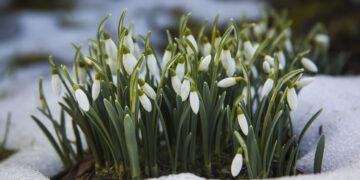 Alles über Schneeglöckchen: Die zarten Frühlingsboten im Garten