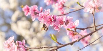 FRÜHLINGSERWACHEN bei Juweliere A.E. Köchert