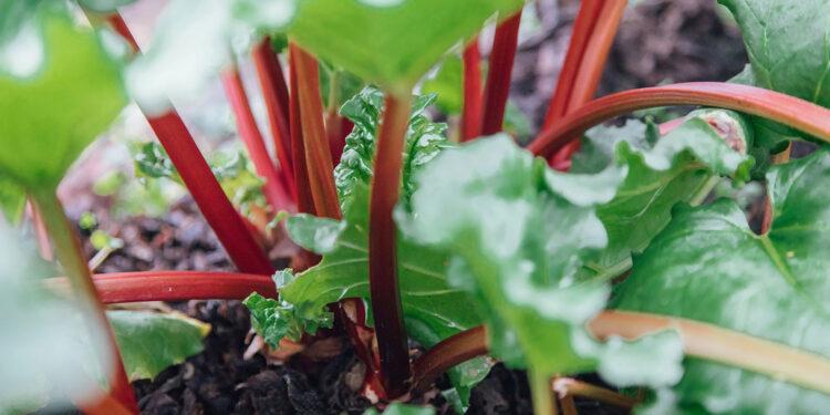 Rhabarber