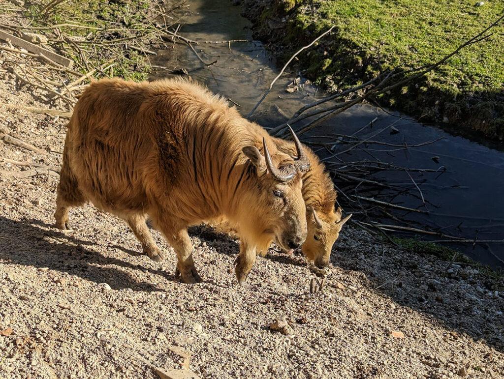 Goldtakin Muttertier mit Jungtier