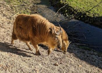 Goldtakin Muttertier mit Jungtier