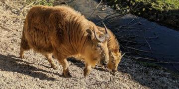 Goldtakin Muttertier mit Jungtier