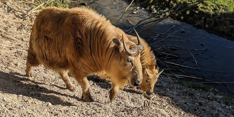 Goldtakin Muttertier mit Jungtier