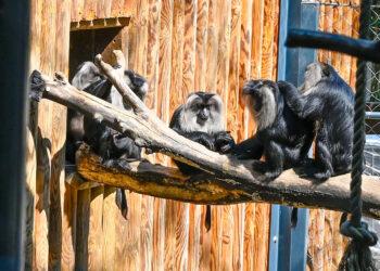 Affenhaus im Welser Tiergarten
