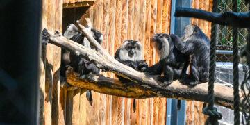 Affenhaus im Welser Tiergarten