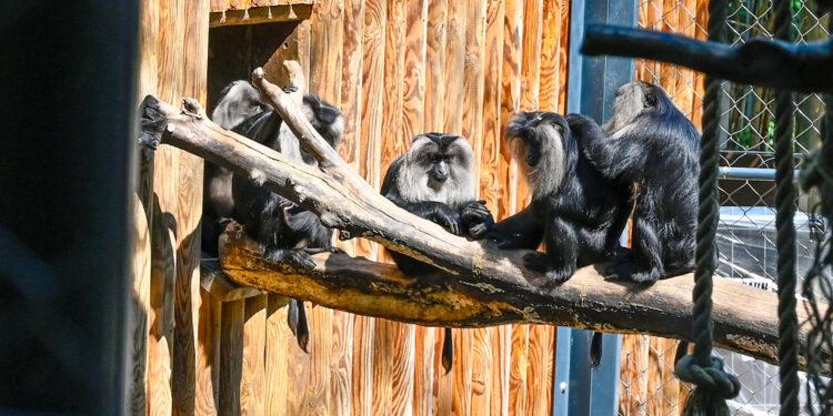 Affenhaus im Welser Tiergarten