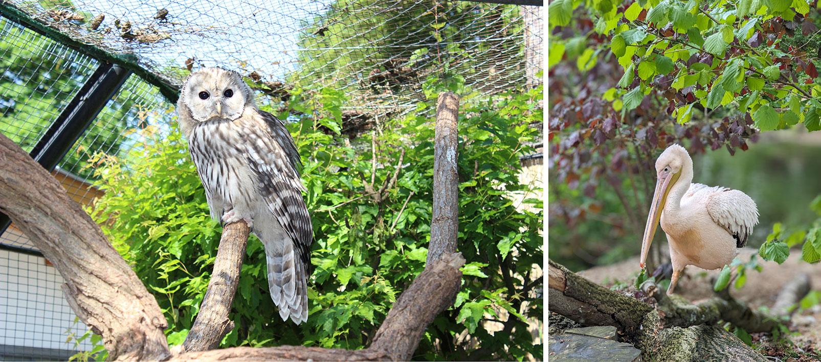 Habichtskauz und rosa Pelikan im Welser Tiergarten