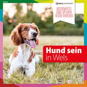 Hundebroschüre Wels Cover